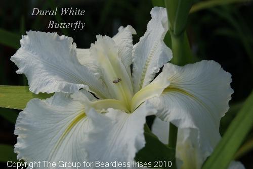 Dural White Butterfly